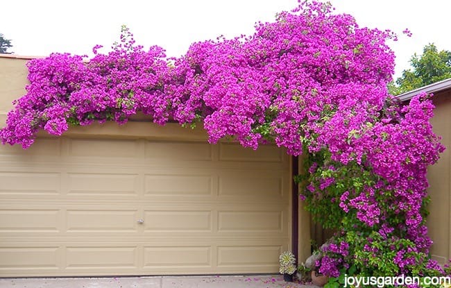 deep magenta pink bougainvillea in full bloom grows up & over a garage
