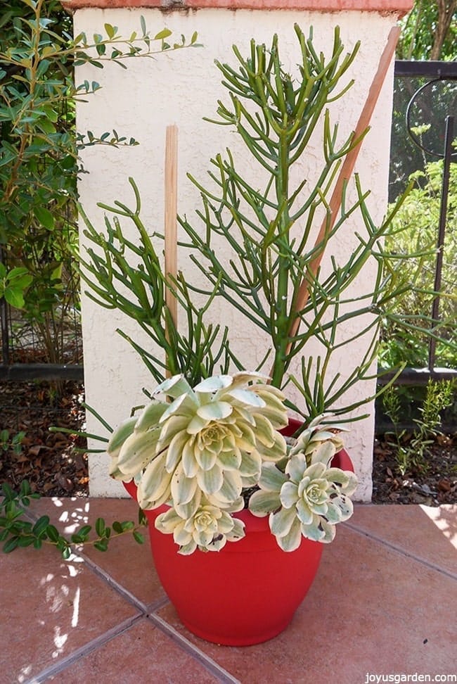 2 pencil cactus cuttings staked up with sunburst aeoniums growing at the base in an orange pot sunburst