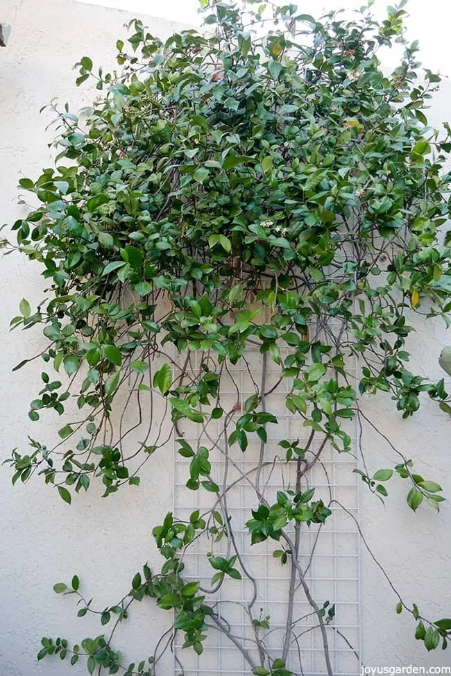 A sparse star jasmine is growing on a trellis. 