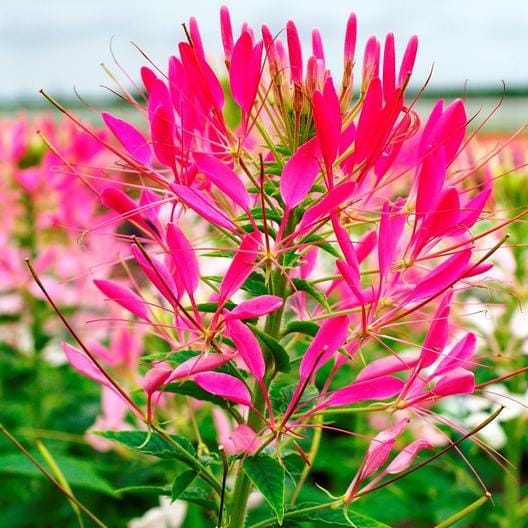 Pink flowers on a Cleome.