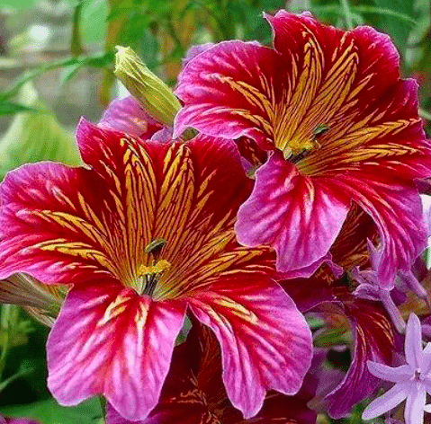 Close up of the pink Salpiglossis flowers.