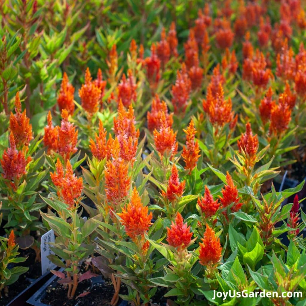 Orange celosia.
