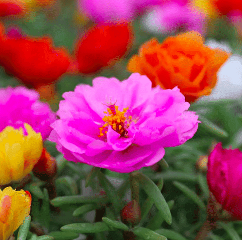 Multi color blooms on portulaca.