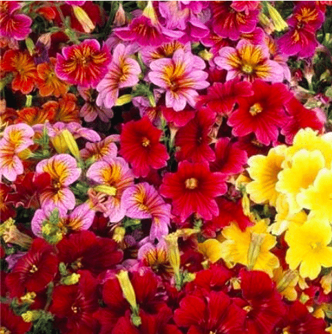 Close up of the multi color Salpiglossis flowers.