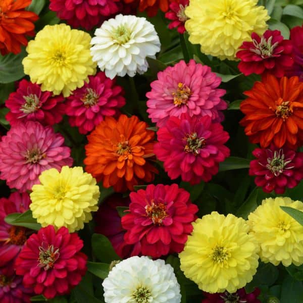 Zinnias being grown in multiple colors.