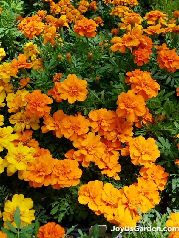 Orange Marigolds.