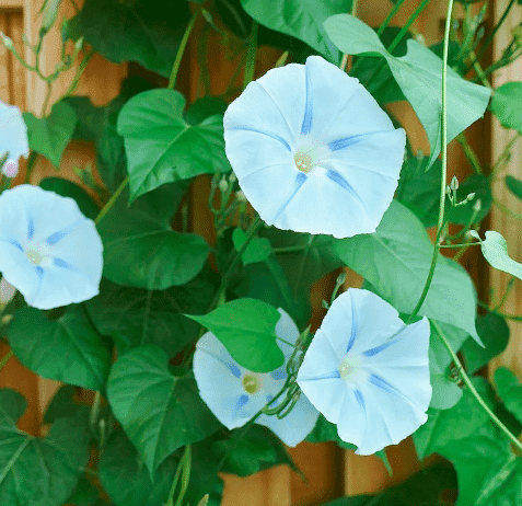 Soft blue flower on a Morning glory vine.