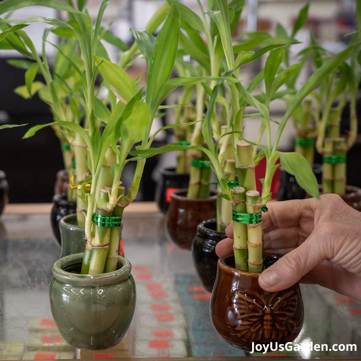 Hand holding the pot of lucky bamboo growing in water on shelf.